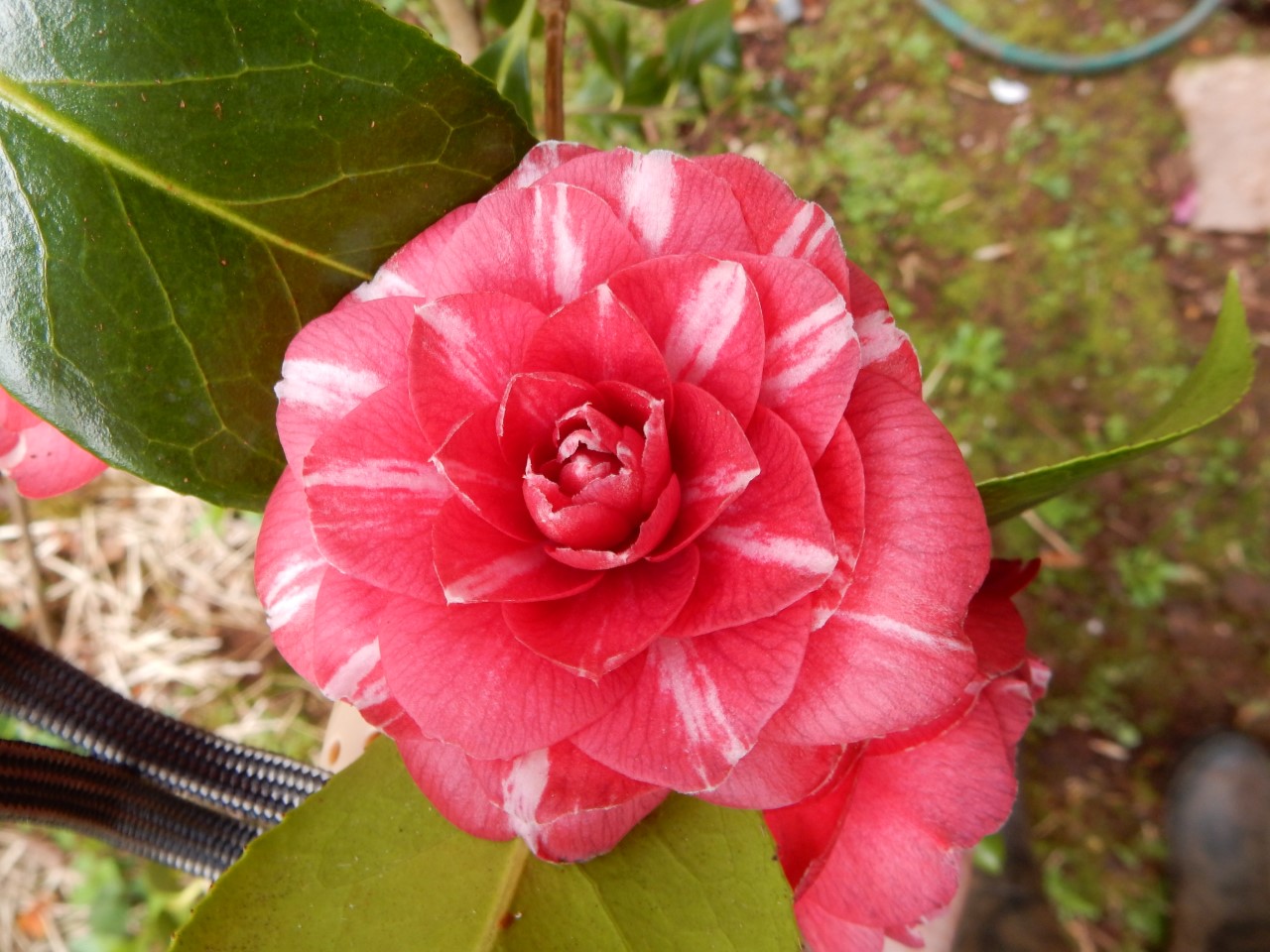 C. japonica 'Archduchess Augusta'